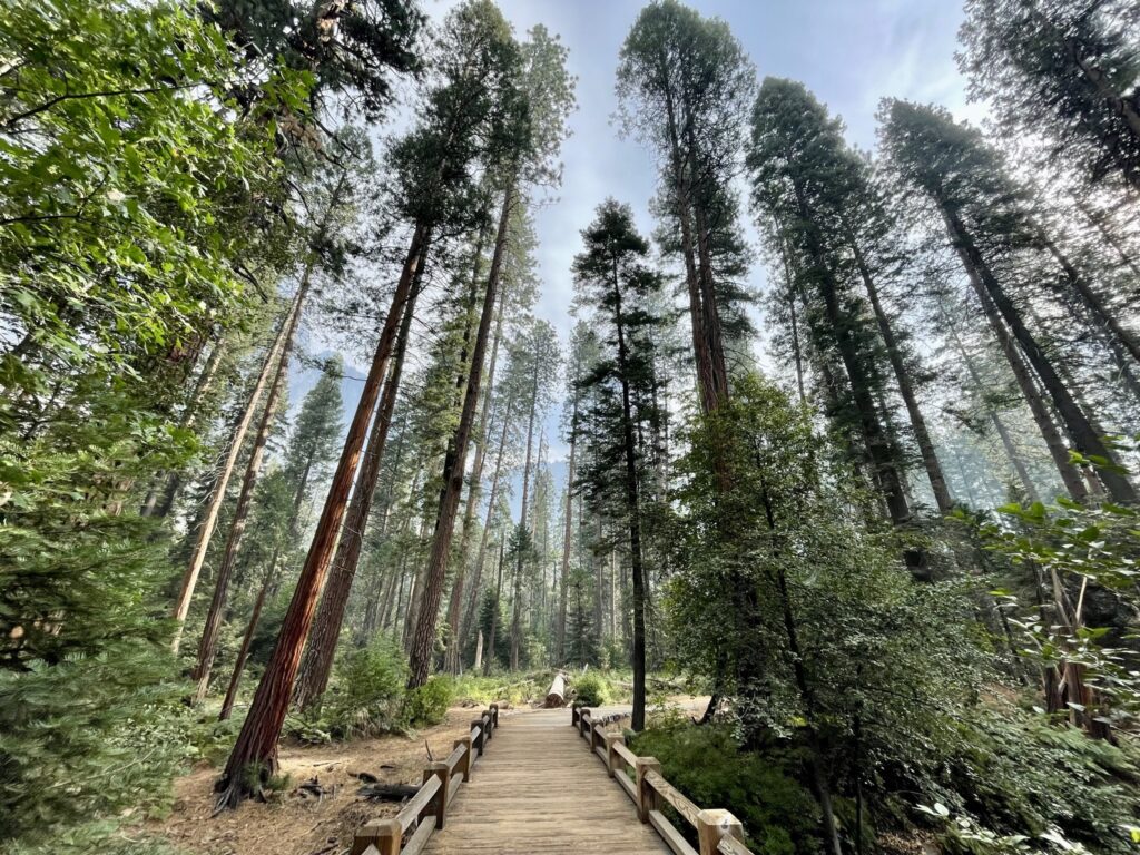 Bridge through the trees in Yosemite Valley