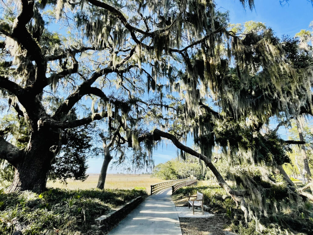 Oak trees and spanish moss cover pathway with bench and bridge over march in background