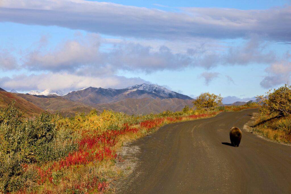 Grizzly bear walking away from camera on road with snowy mountains and clouds in background, and yellow, red, and green foliage