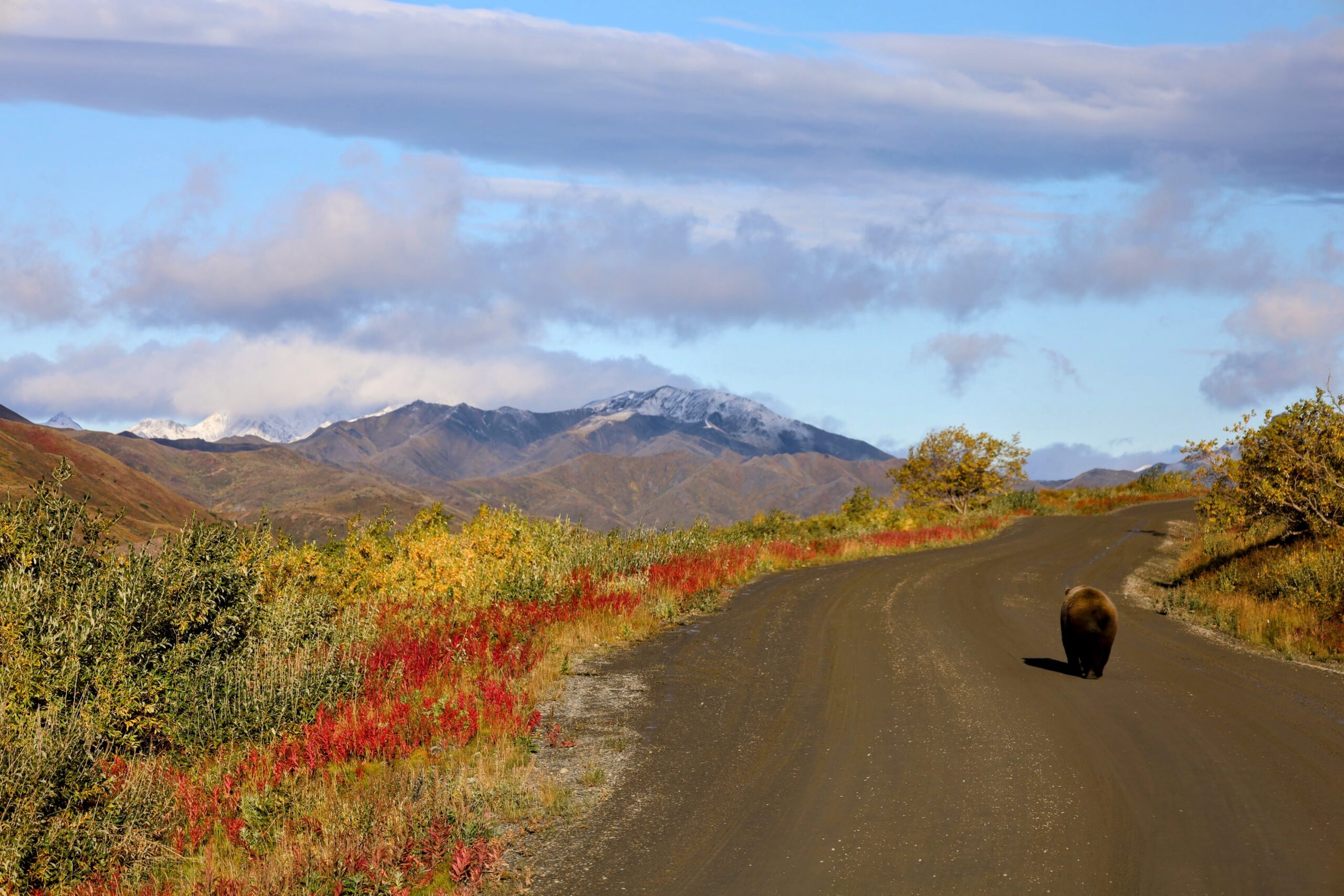 How to Plan One Day in Denali National Park - FI Venturers