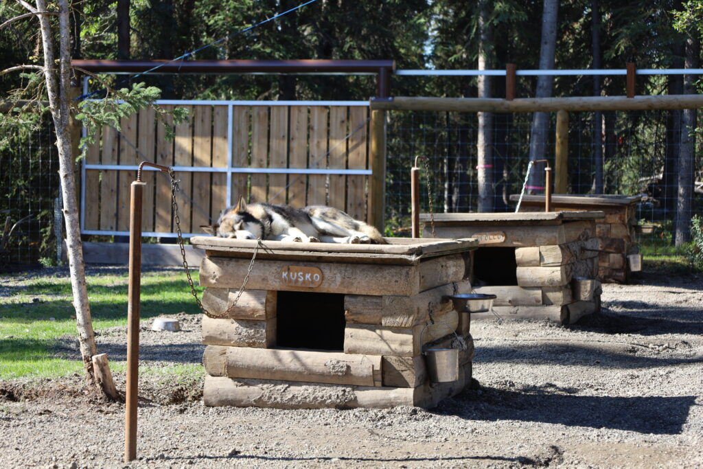 chained dog named Kusko sleeping atop a small log kennel in the sun