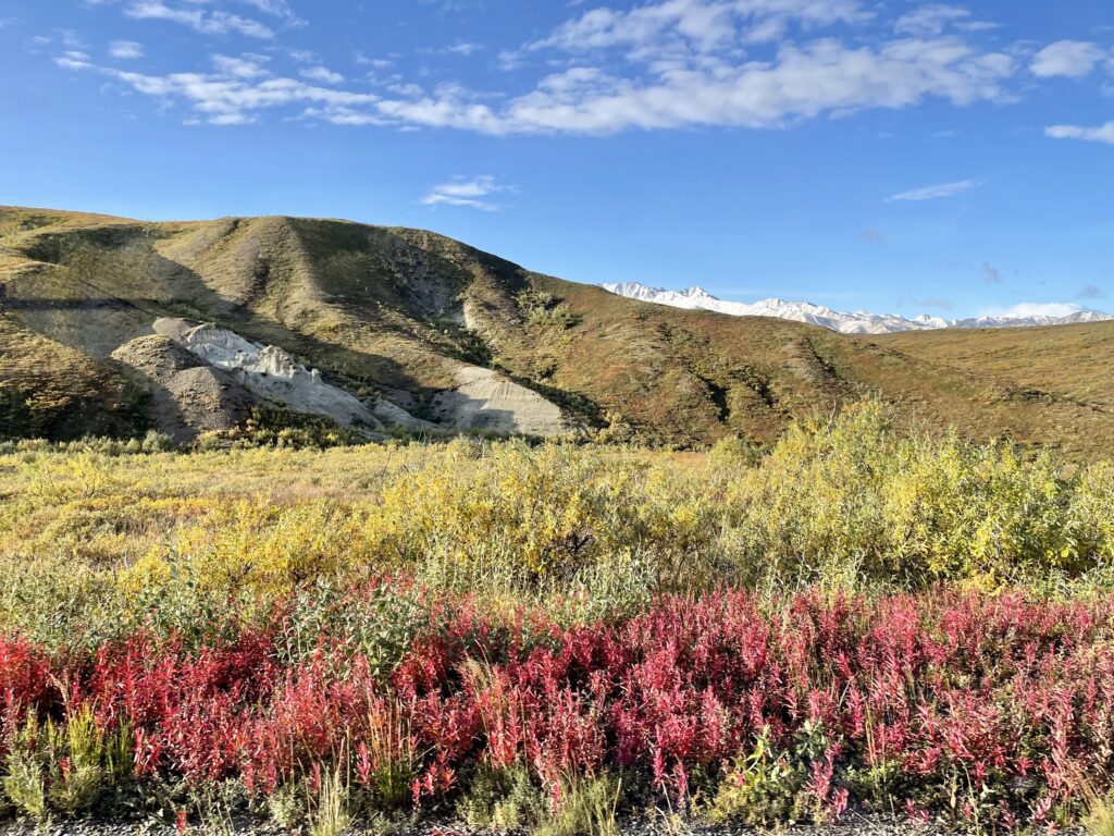 Landscape of red, yellow, green shrubs, blue sky with puffy clouds, and snow capped mountains