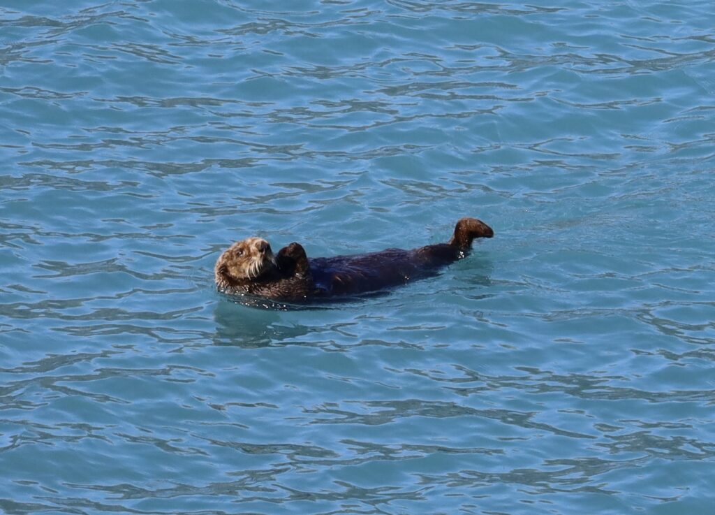 Otter swimming on its back in blue water