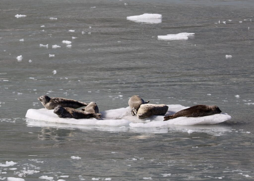 six brownish gray seals on an iceberg in the water