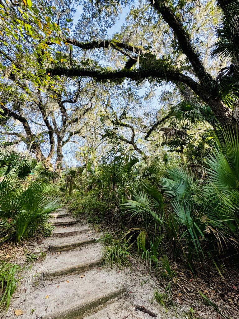 Lush green foliage and trees with a blue sky background and a sandy stairway