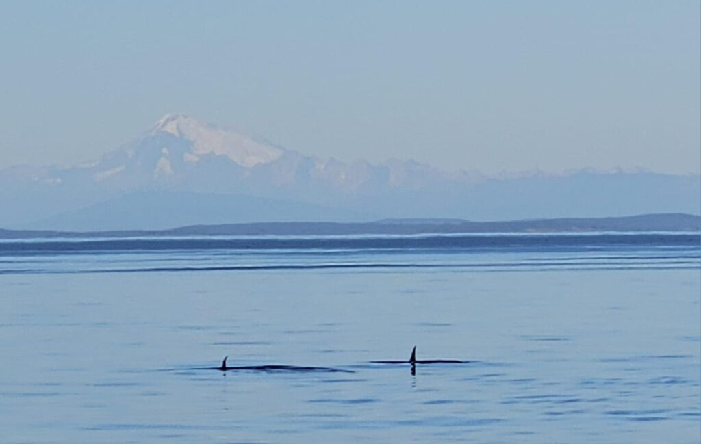 Two sinking dorsal fins of orcas as they dive beneath the ocean surface with a snow capped mountain the background