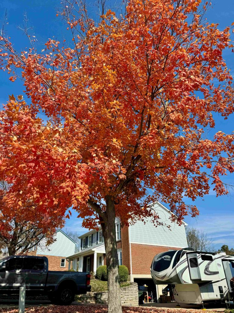 Large orange leave tree in front of a 2 story house with a truck and rv in the driveway