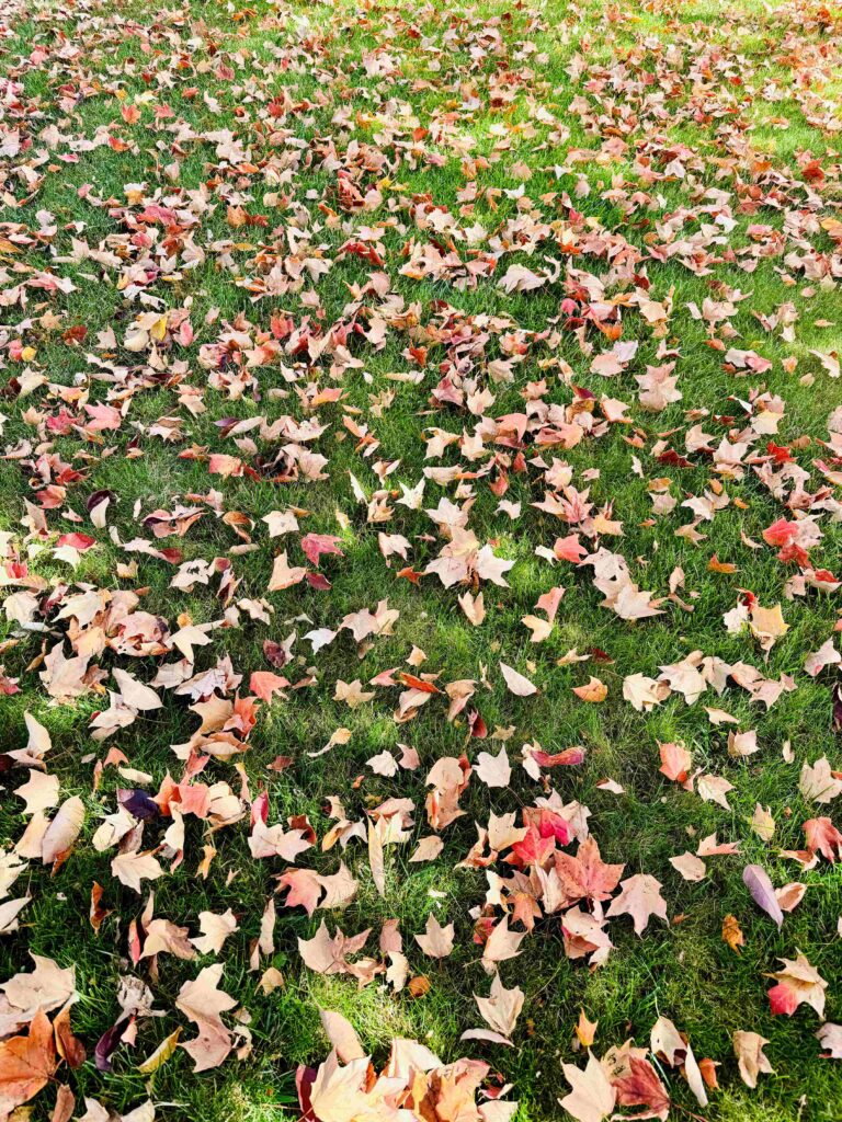 Grass covered leaves in different shades of red, orange, brown